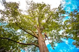 Best Hazardous Tree Removal  in Del Rey Oaks, CA