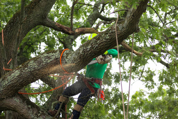 Best Stump Grinding and Removal  in Del Rey Oaks, CA