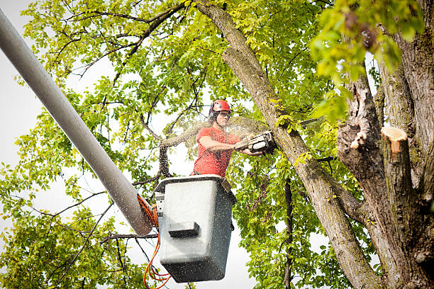 Best Storm Damage Tree Cleanup  in Del Rey Oaks, CA