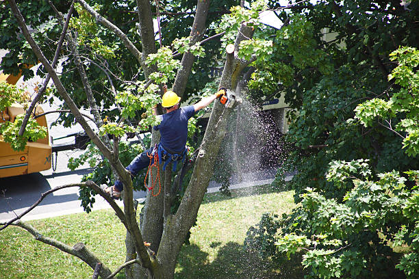 Best Root Management and Removal  in Del Rey Oaks, CA