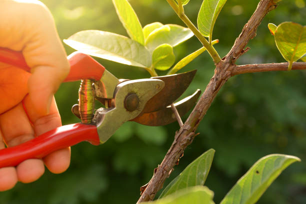 Best Arborist Consultation Services  in Del Rey Oaks, CA